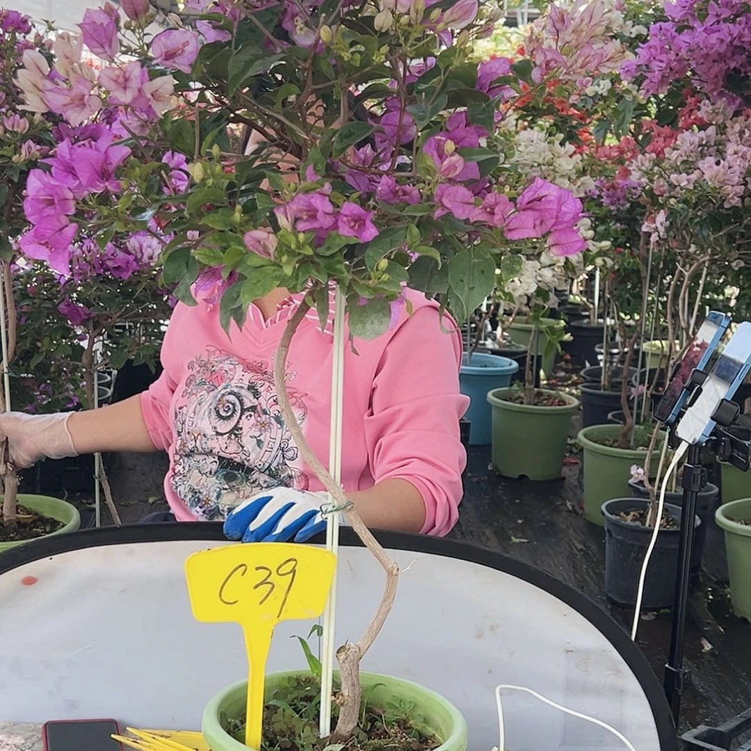 会***鱼大部分花苞少量开放C39雪紫