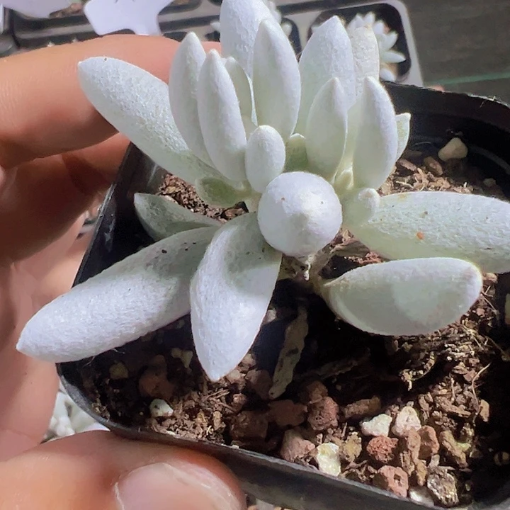 星月精品多肉植物大战