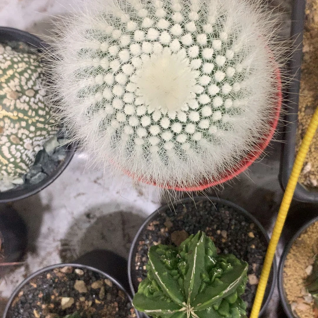 实生根单头白小丁