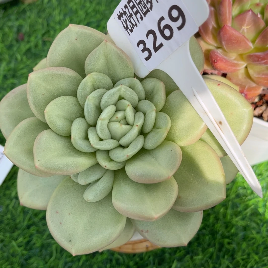 ****）多肉植物3269 一定要拍个冷链哦