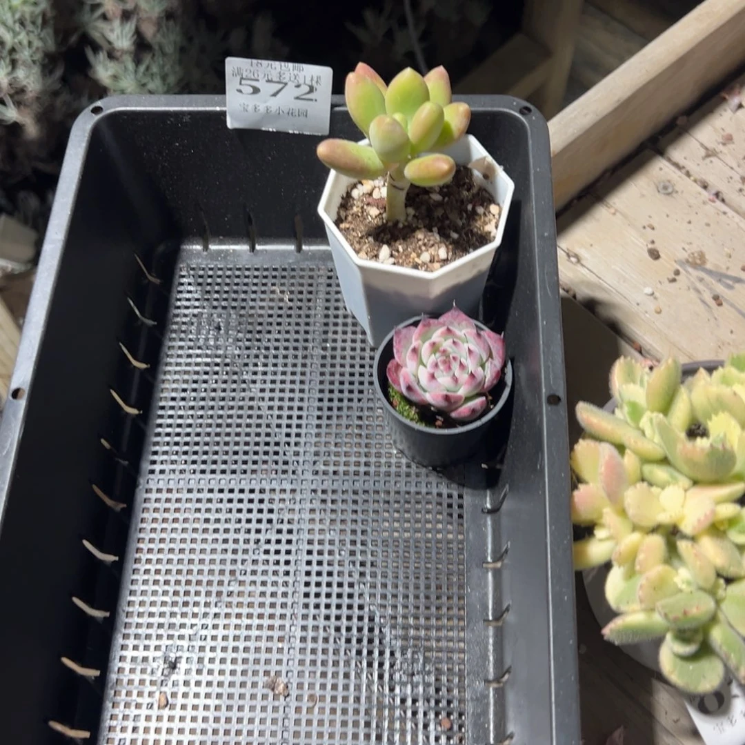 K****572号 芒果奶酪➕小吉娃娃