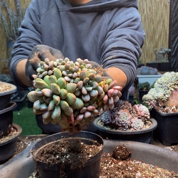 芯***熙261号葡萄多肉植物