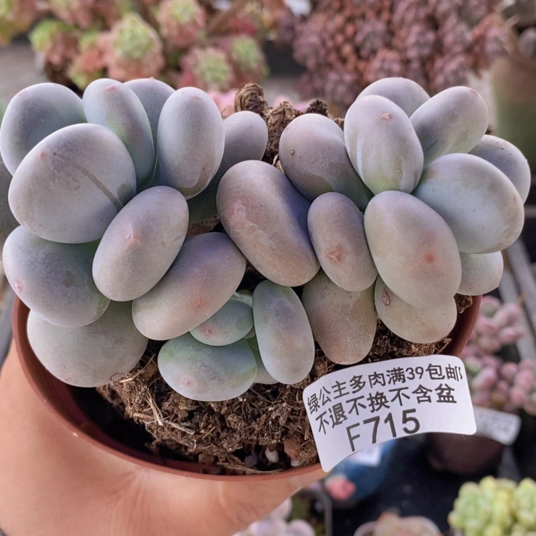 黄金大叶奶10cm715多肉植物
