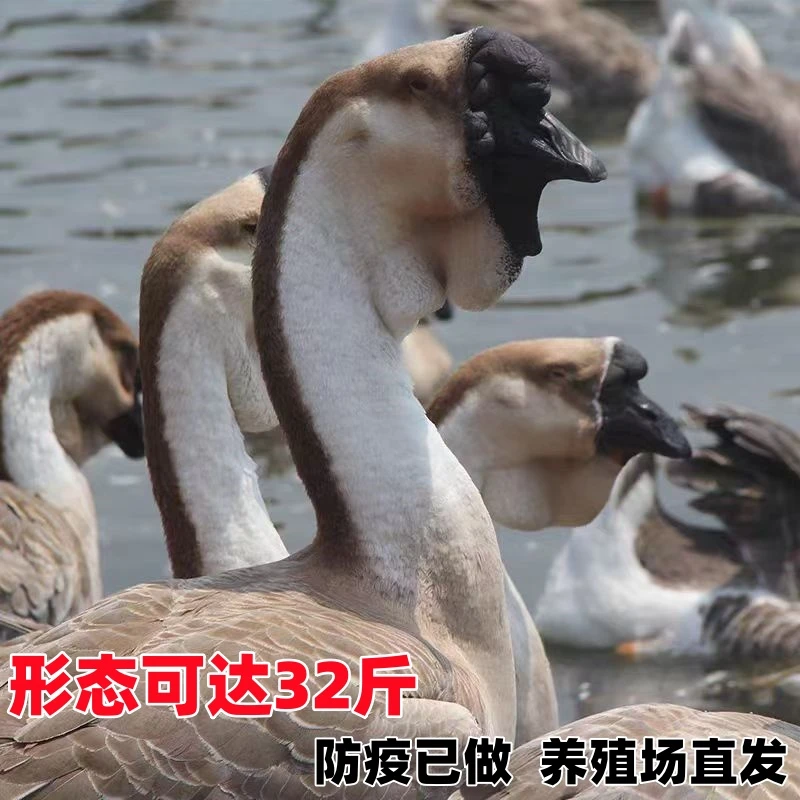 【正宗】狮头鹅鸟禽活体发货