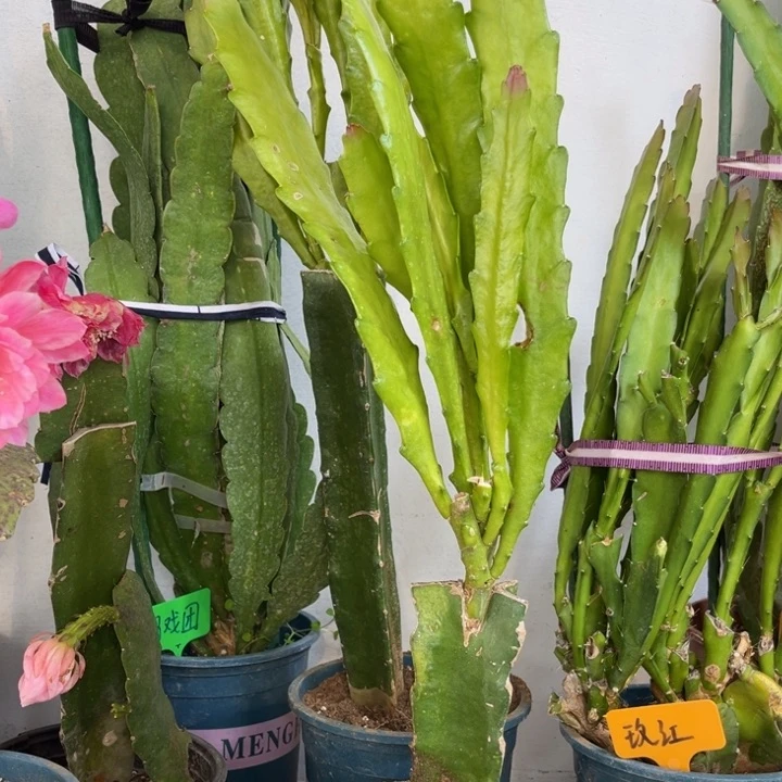 当前无花栽培后可以开花田杏