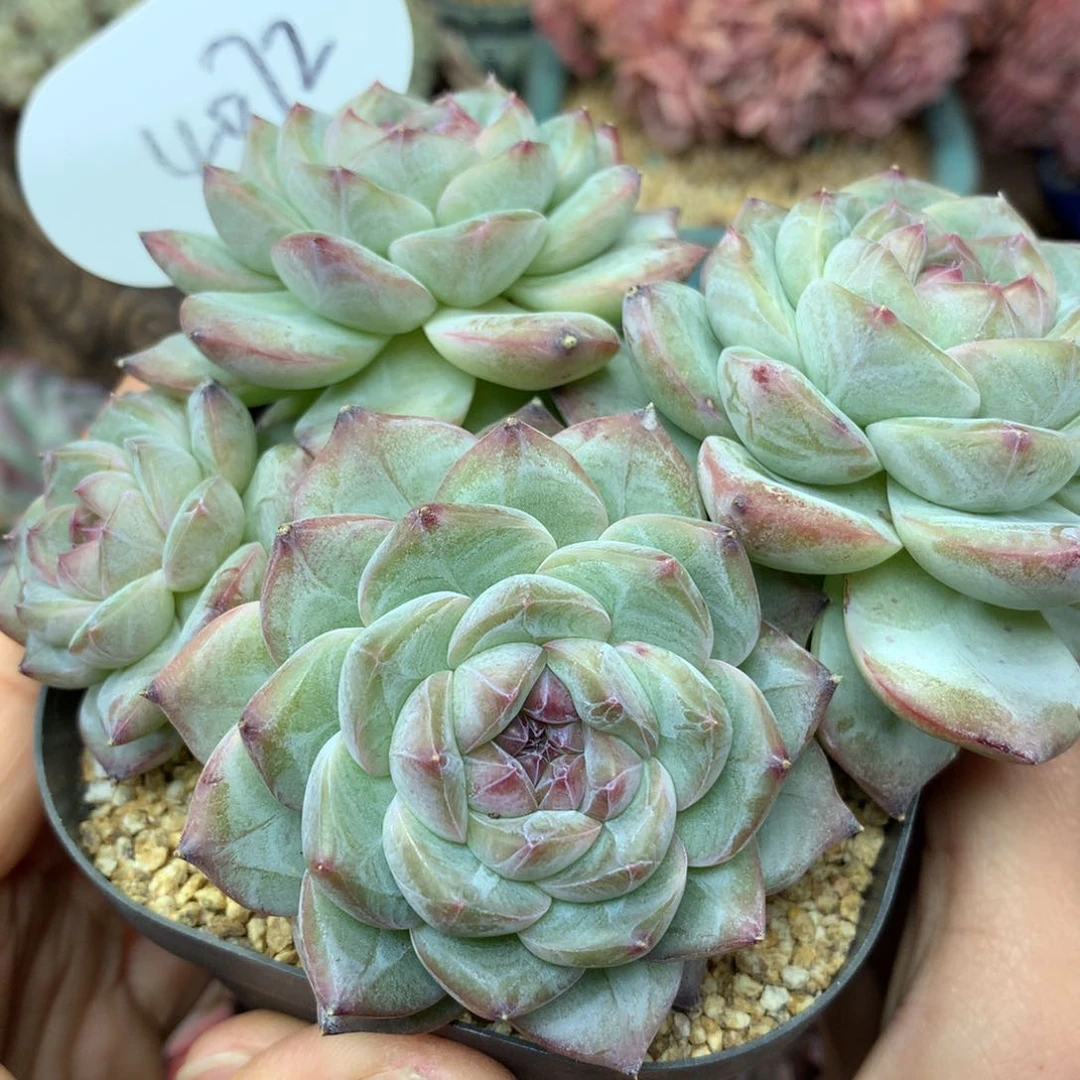 石榴紫珍妮老桩4072