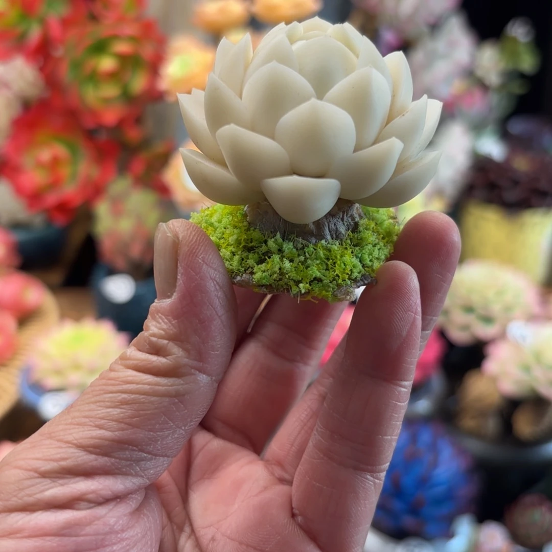 树脂粘土仿真多肉