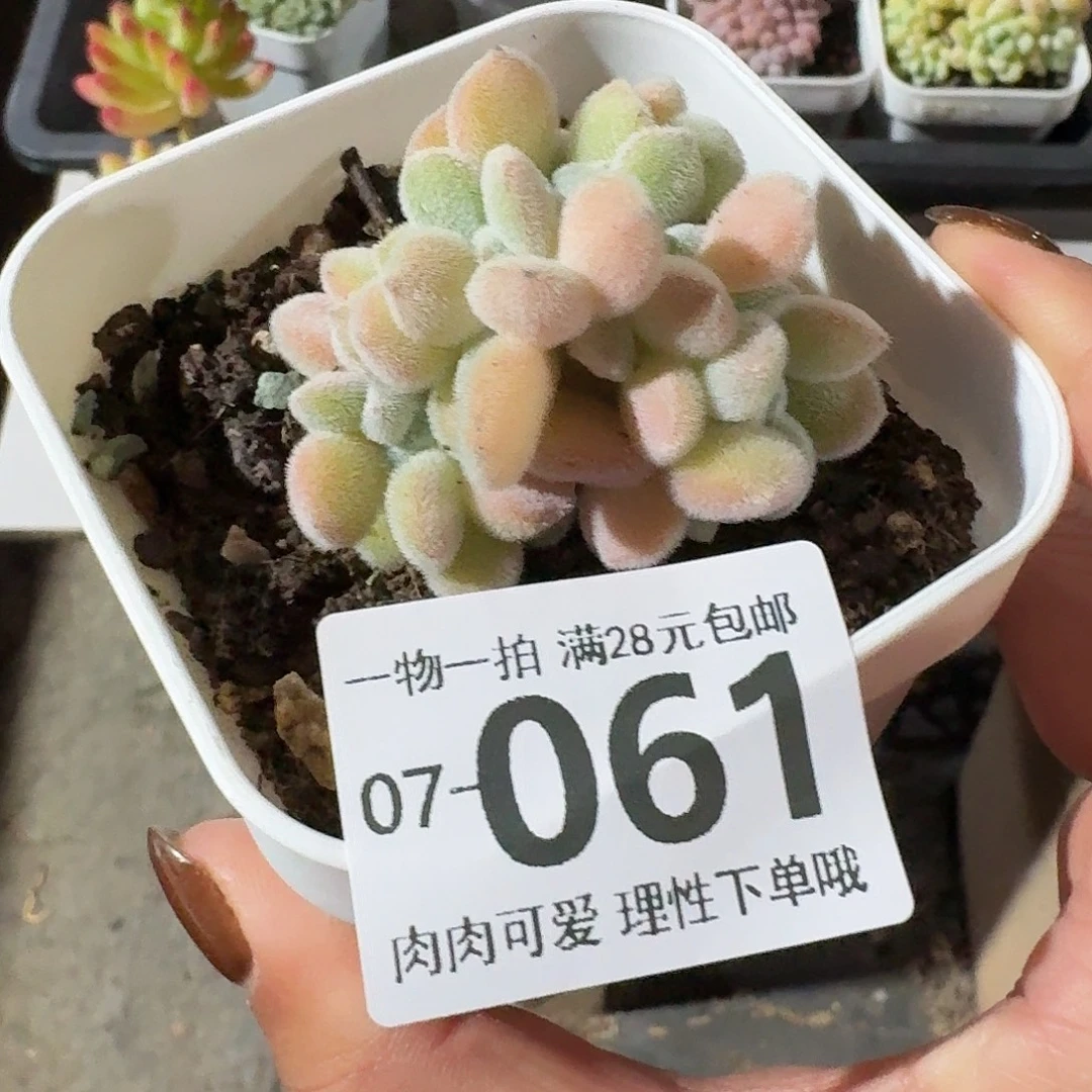 雪晃星缀无盆土发货无