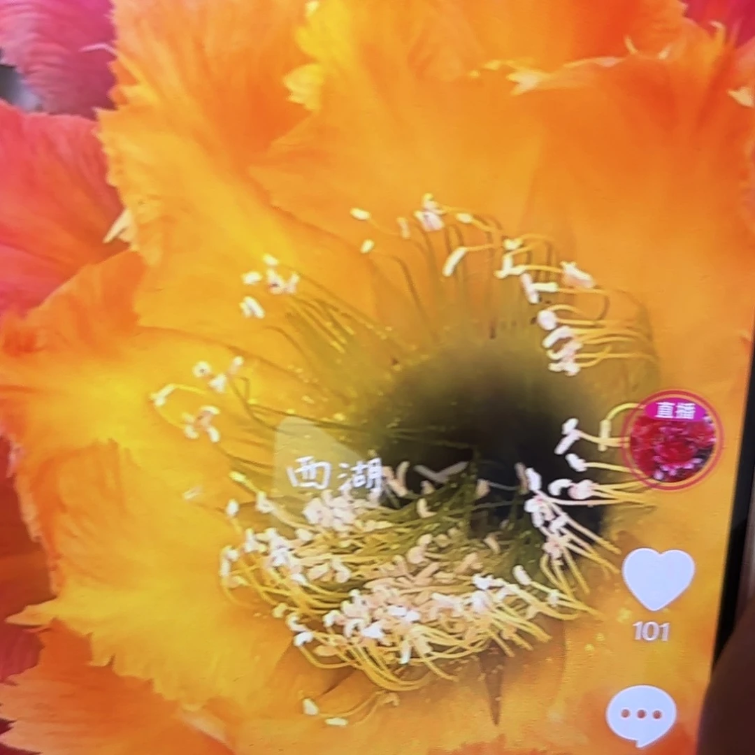 绣球瑕小侧牙20包邮