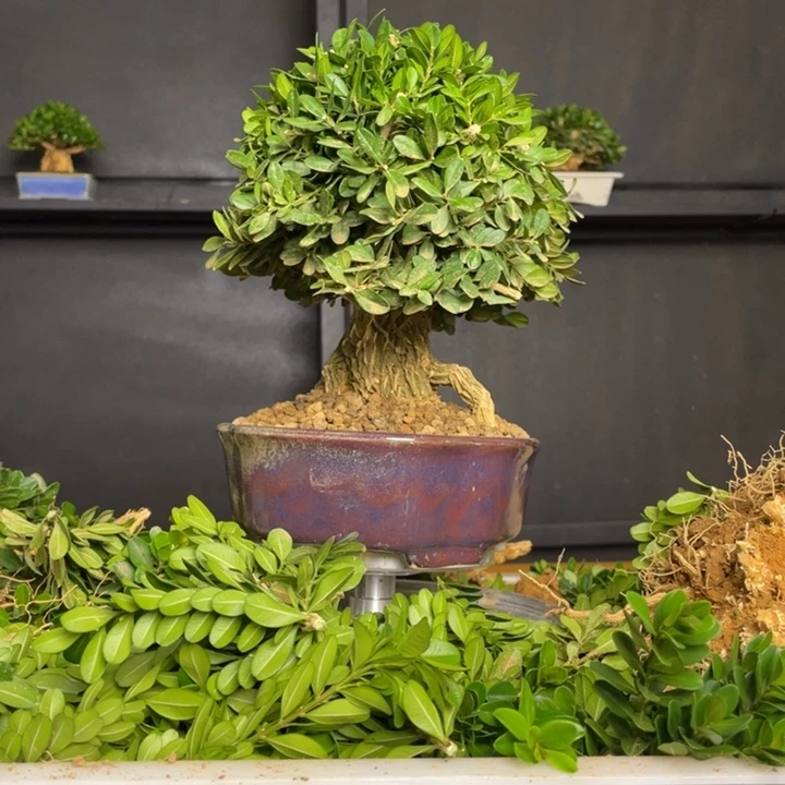 彐***火无花朵麒麟密叶黄杨