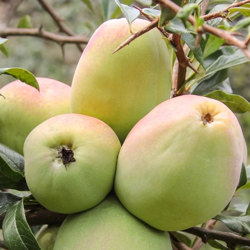 云南德宏特产新鲜酸木瓜生吃泡酒水果红花青黄木瓜炖鸡当季新货