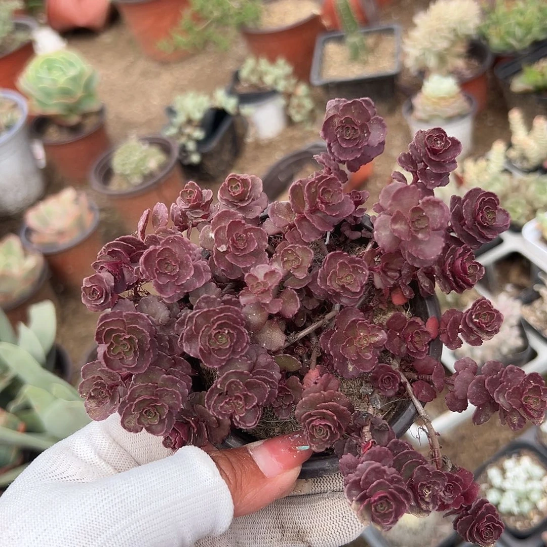 多肉植物多肉植物