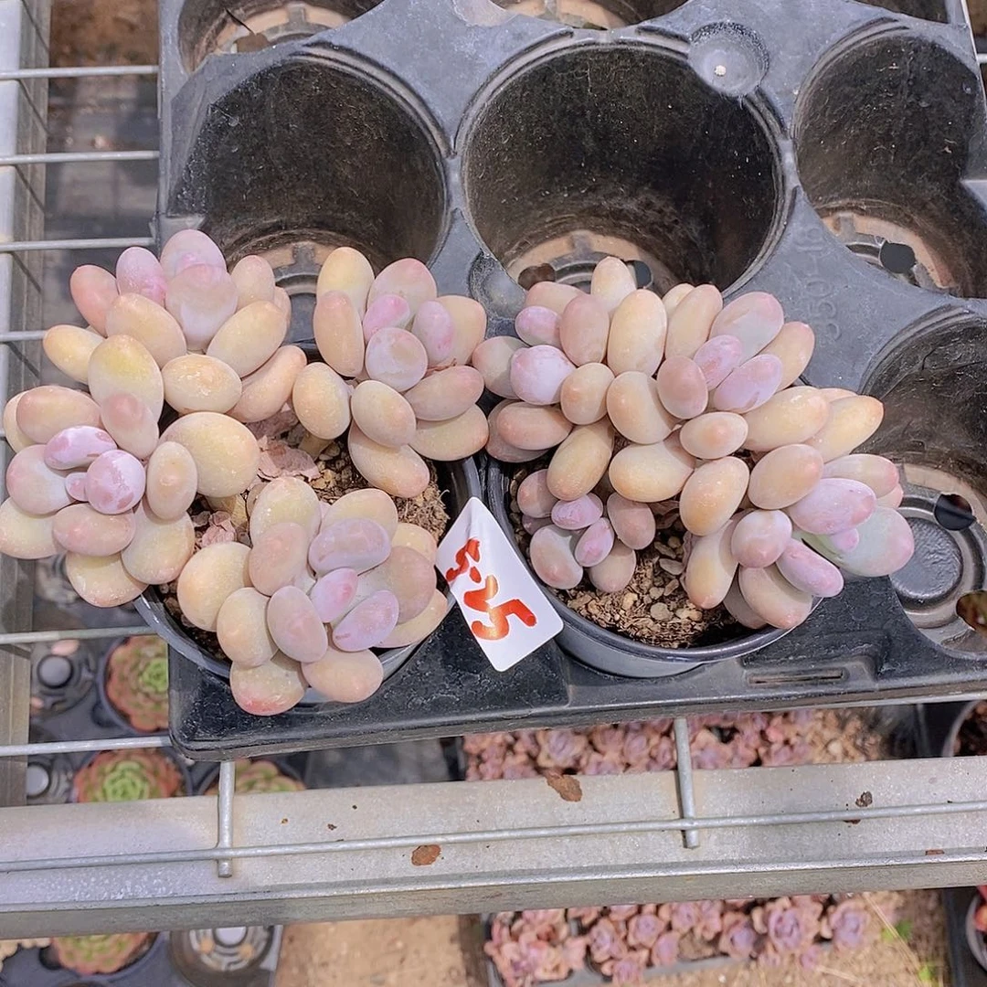 5-25- 新品奶酪杂交群福利一颗 量拍