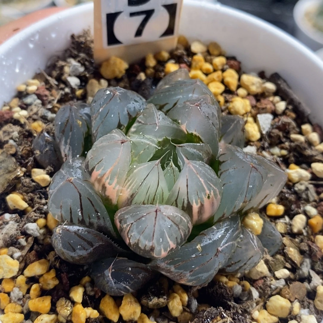 不开花植物9.7水晶杂冰川