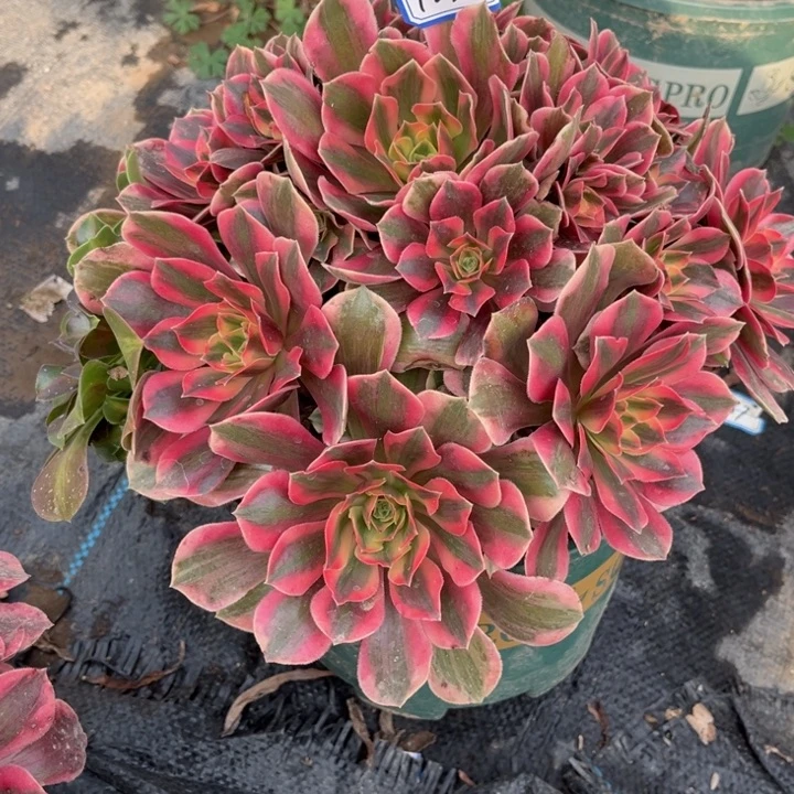 123女妖多肉植物法师