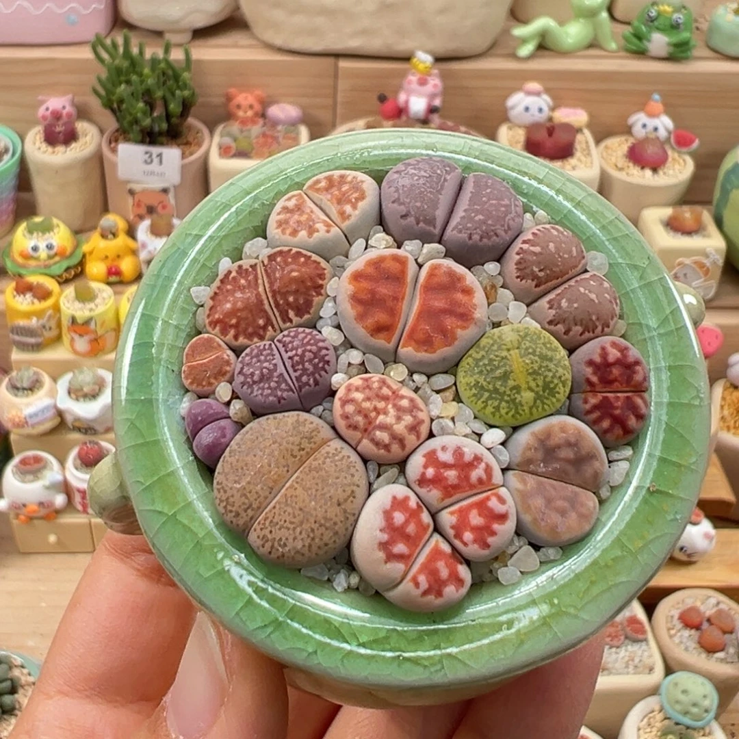 多肉植物73号彩色