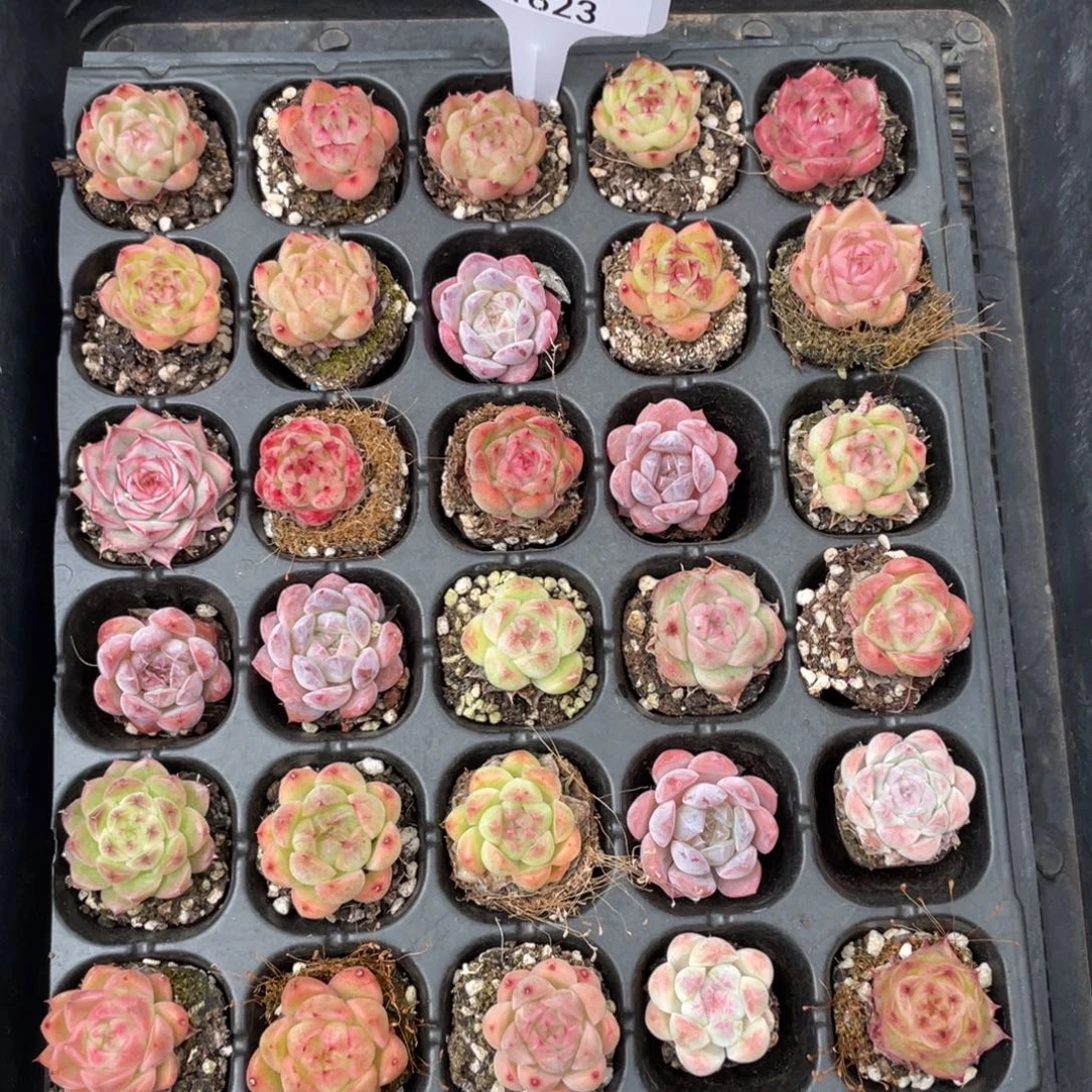 不包整散 盆子不售后1823