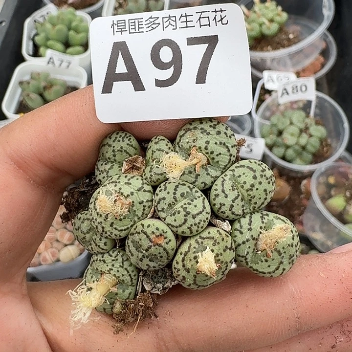 97多肉植物多肉植物
