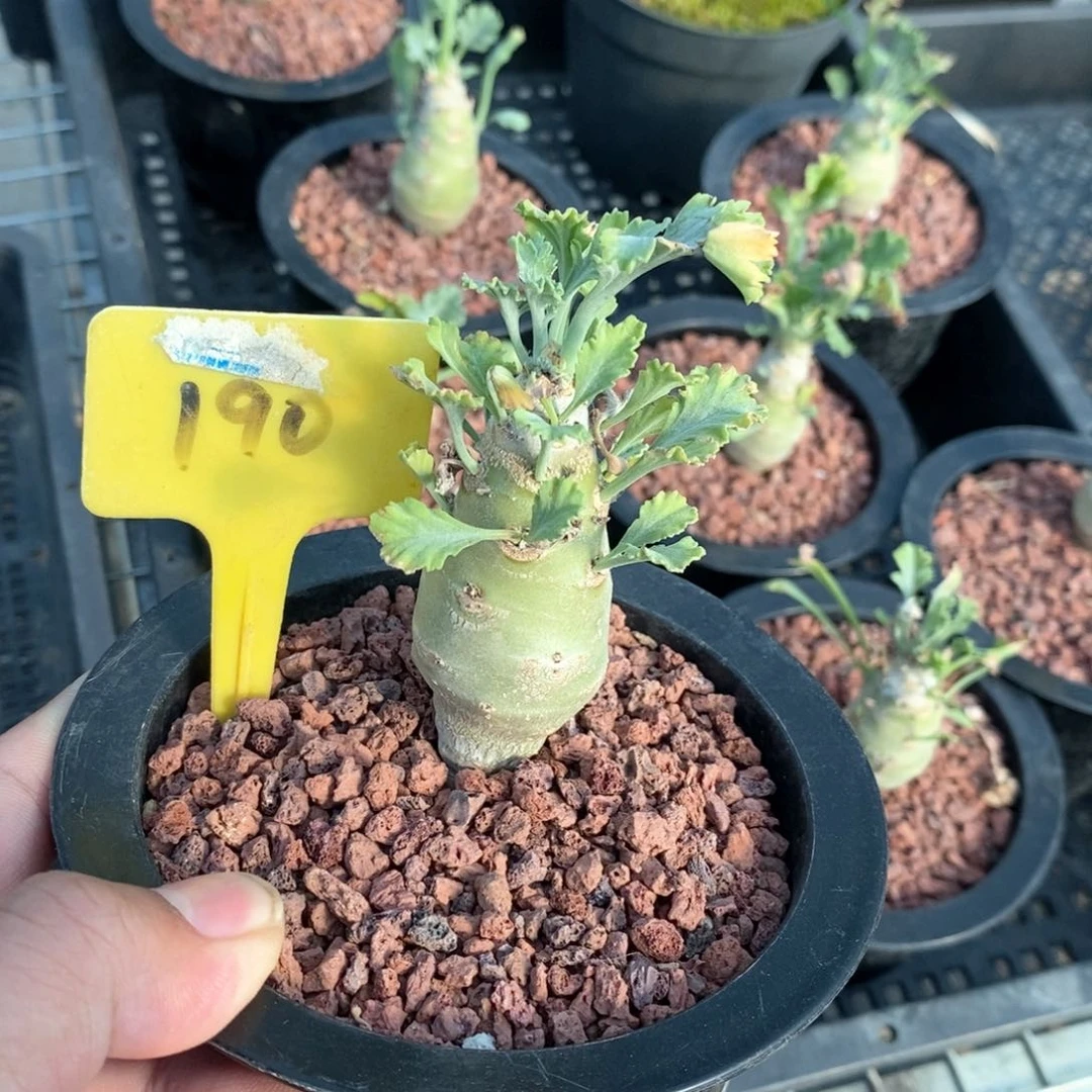 奇连克洋葵多肉一个