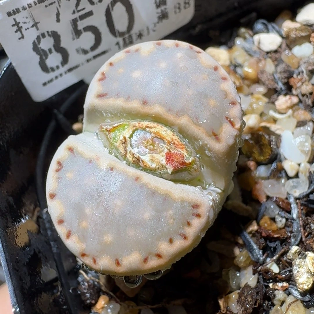 Sss生石花便宜卖了850