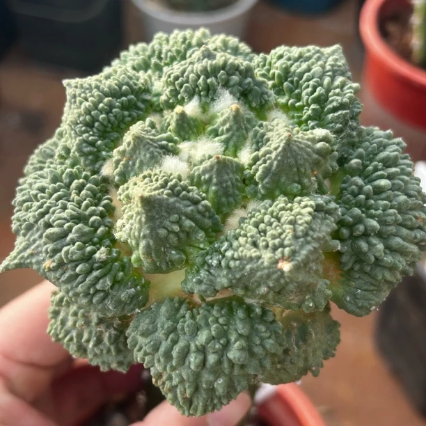 园艺仙人球/牡丹/大型体哥斯拉x怒涛9.6cm/c16