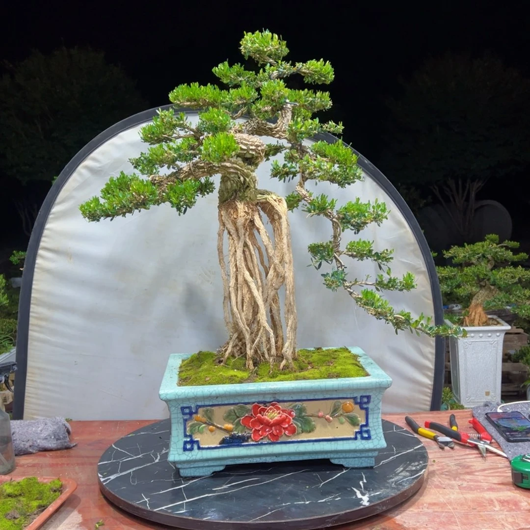 无花朵广东皱皮雀舌黄杨