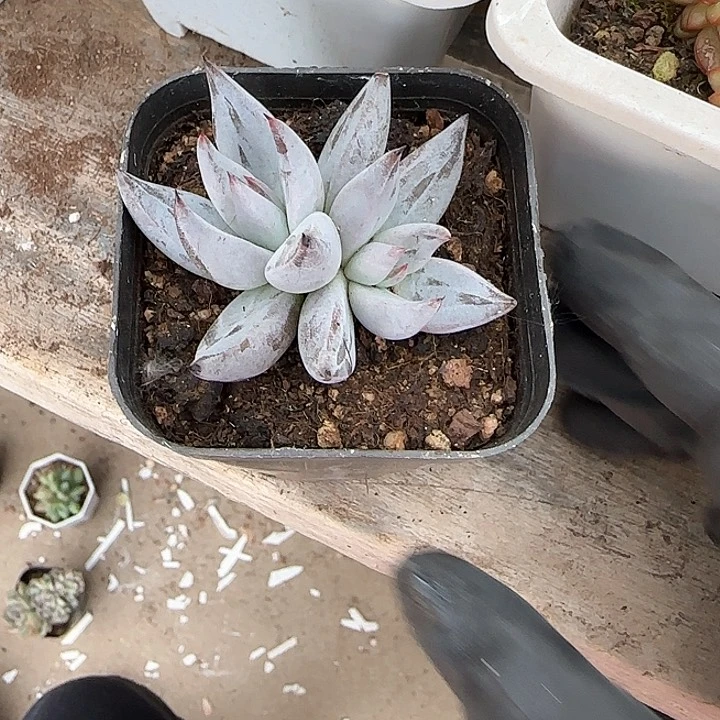 青蛙王子儿童牙膏111