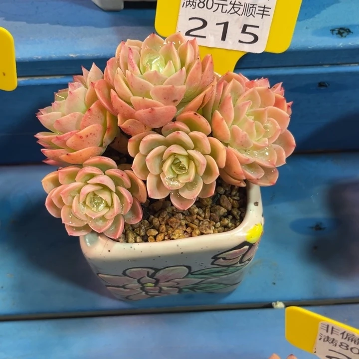 我215，vxggbvbbbcv