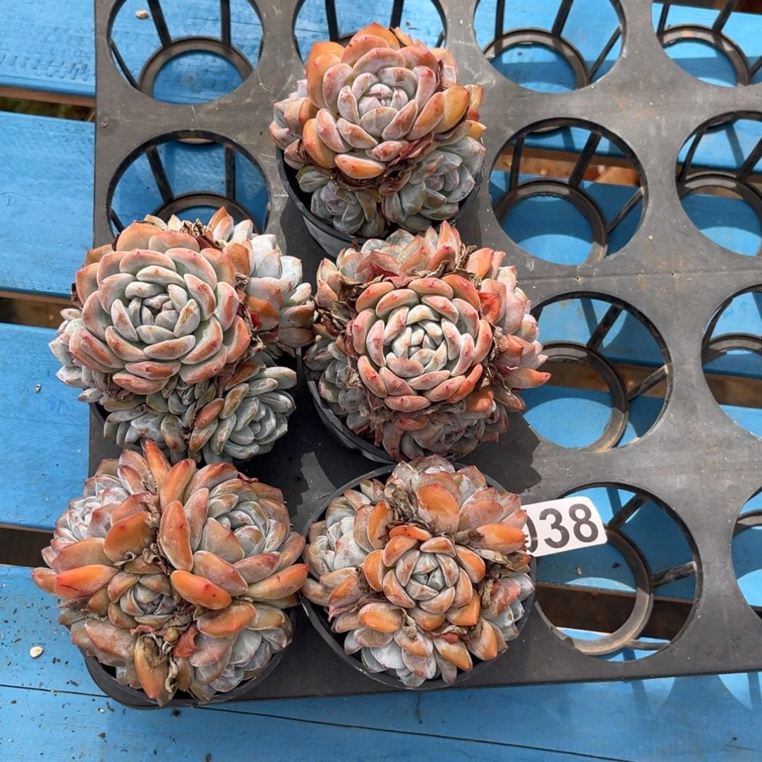 038号新疆西藏内蒙古不包邮的