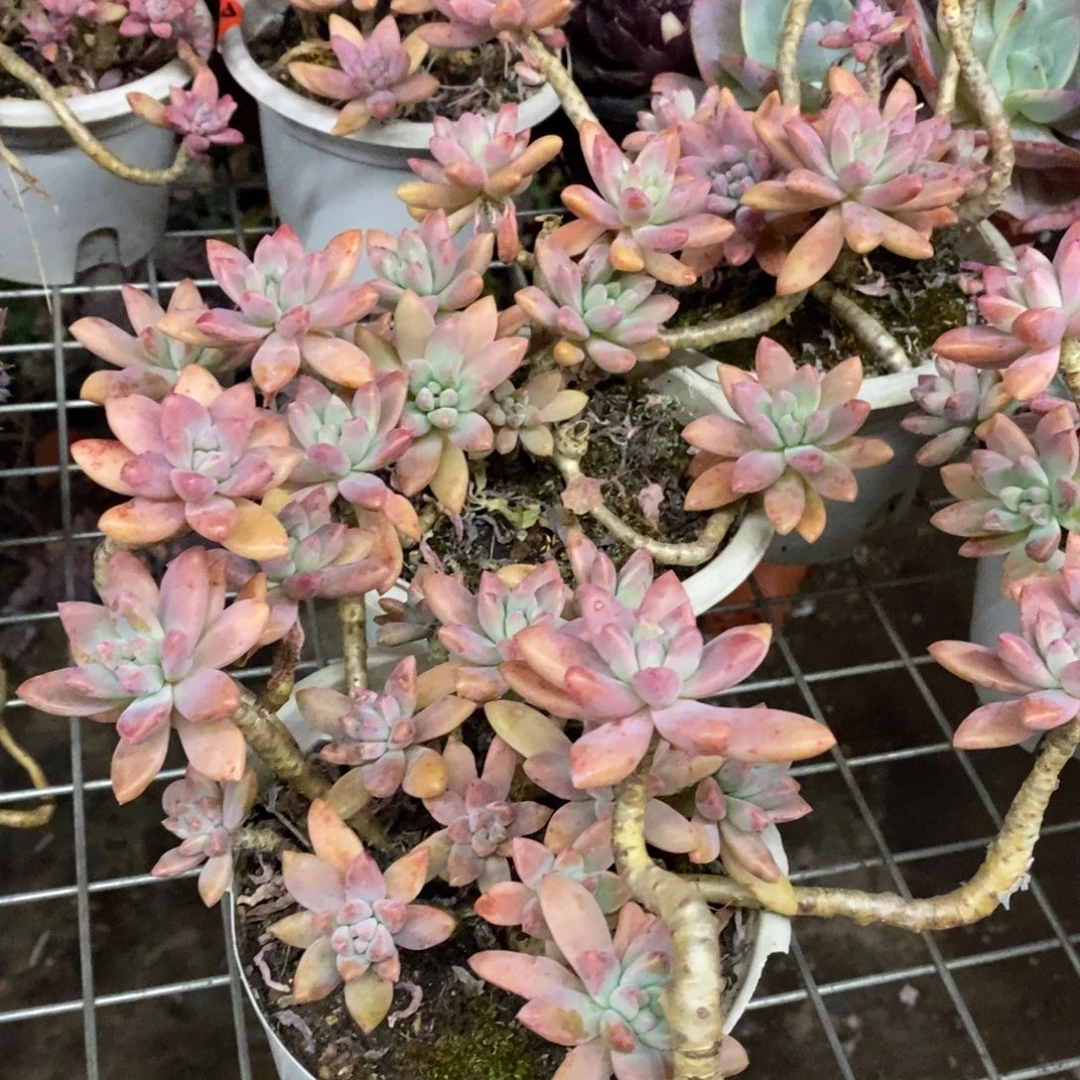 秋丽大盆整桩两盆，160杯