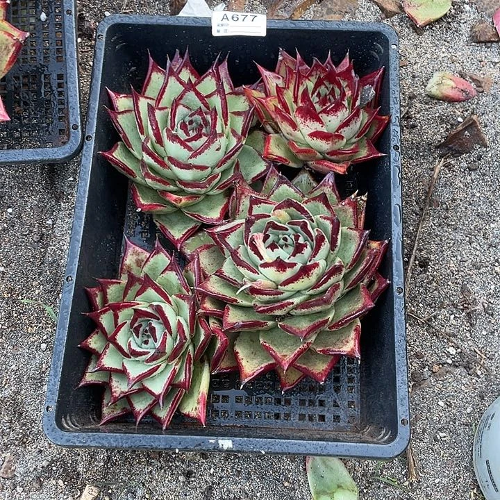 若如东云组拍A677