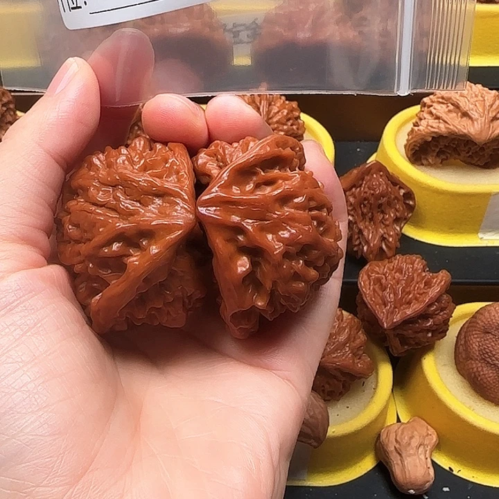 木质类蛇王蛇王蛇王47