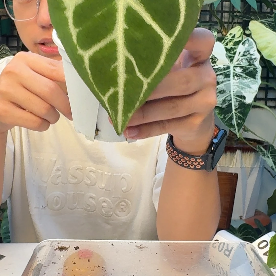 完全开放R02 粗脉撕裂纹