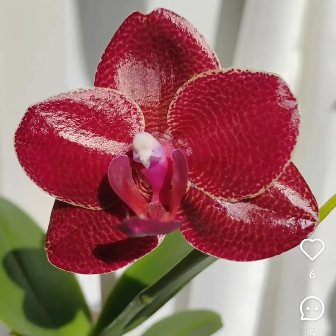 带花剑【原生种K106】浓香型超蜡质花花期巨长