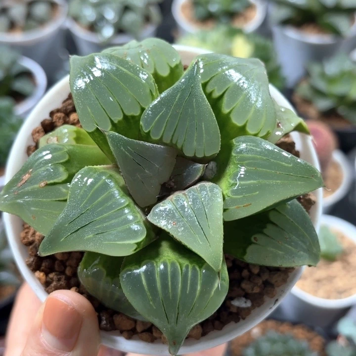 老母本媚凤多肉植物