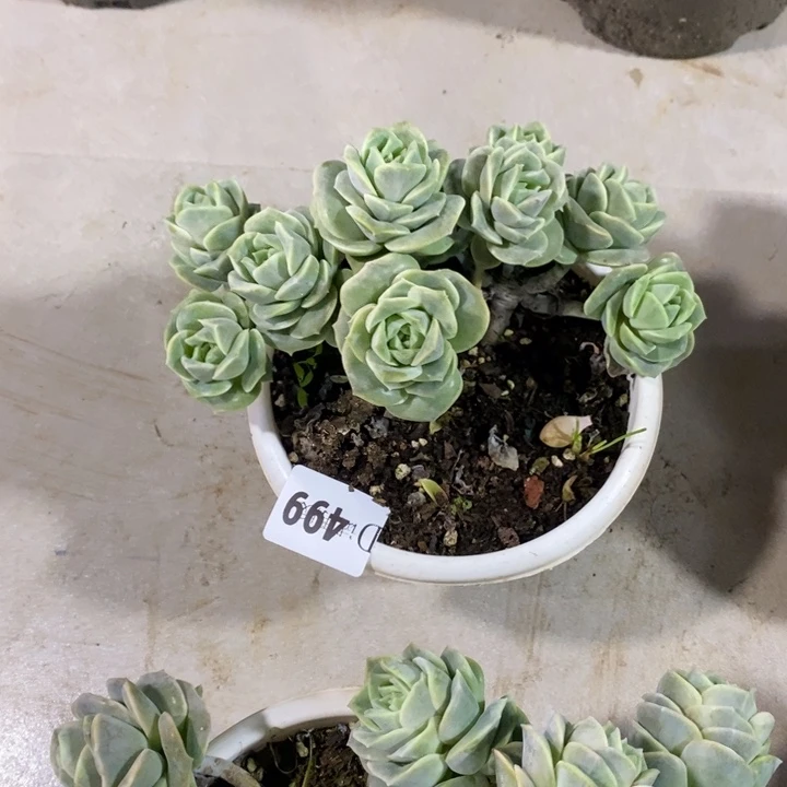 血***怕499可爱玫瑰多肉植物