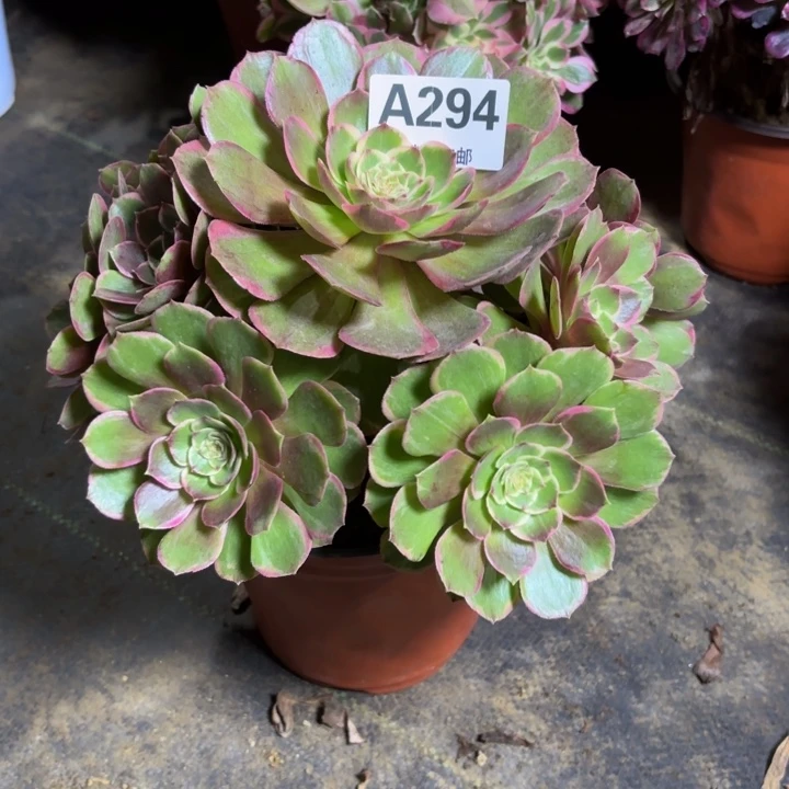 瑞妈，，，，。。。294粉花妖，