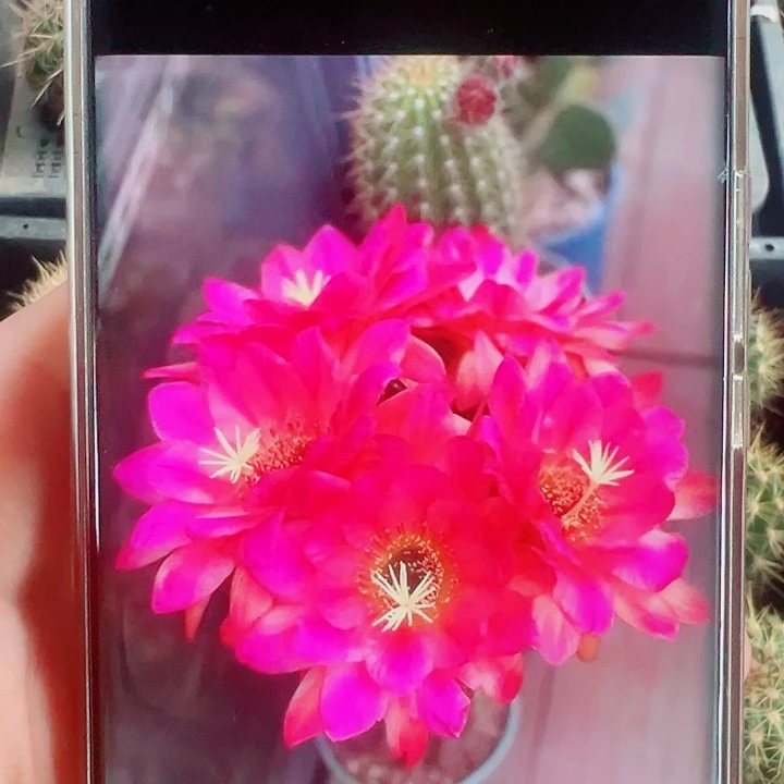 毛花柱珊瑚杯侧芽拍一发二