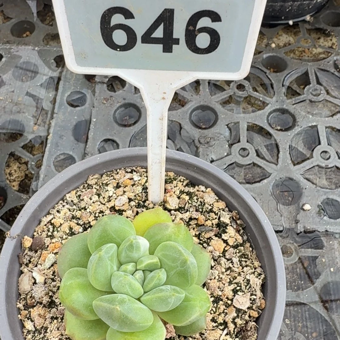 黄***司多肉植物漂亮单头646