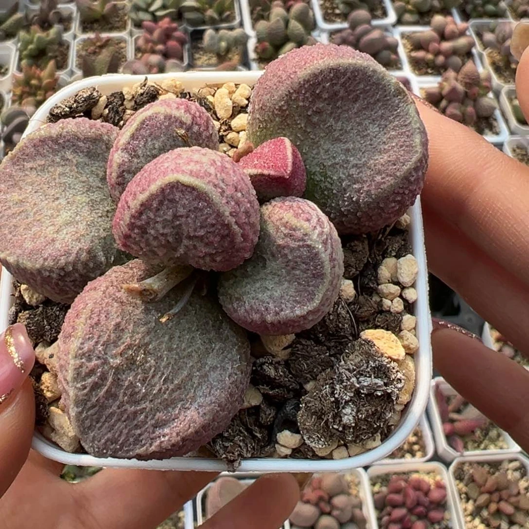 猪肝多肉植物水泡