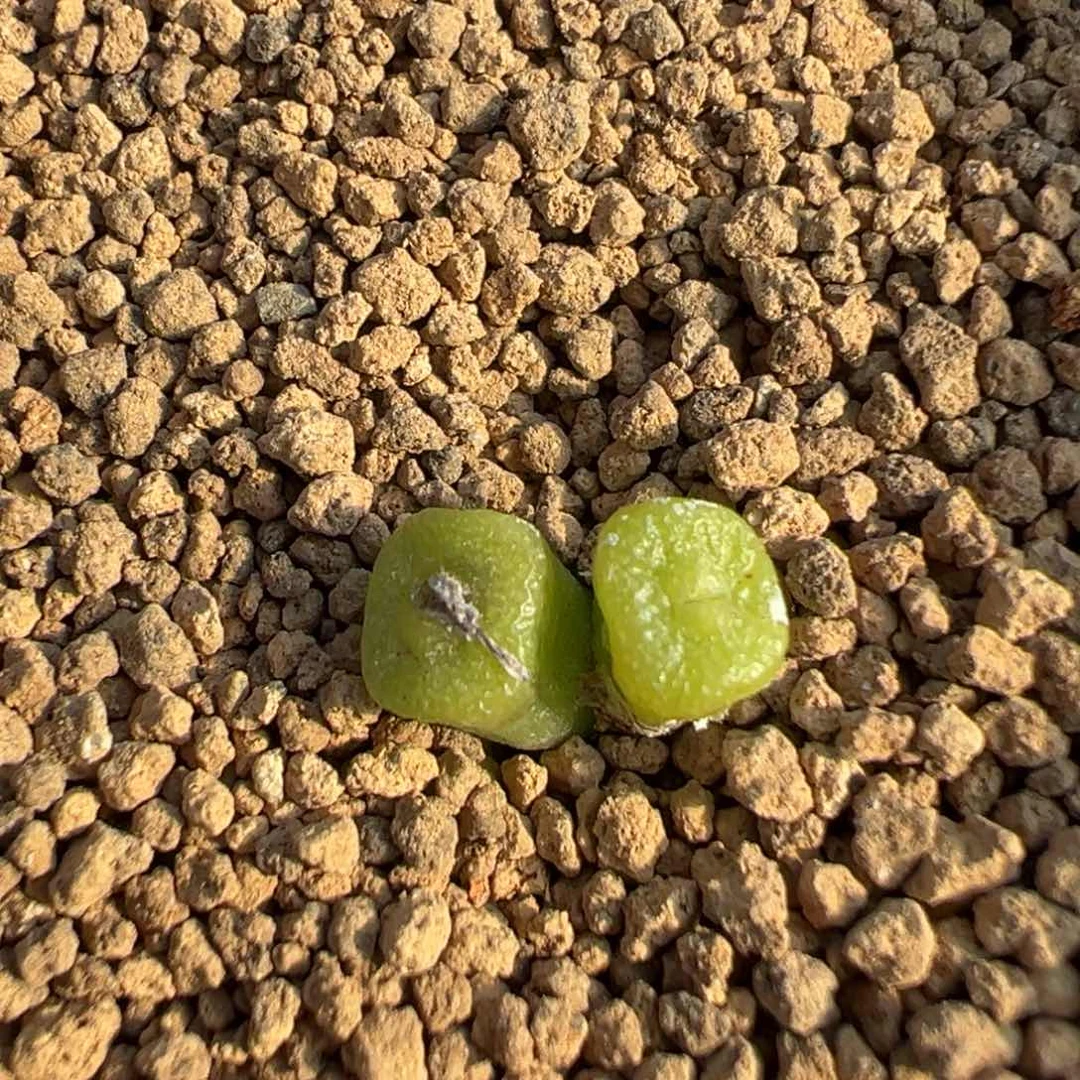 19-24方糖多肉植物，