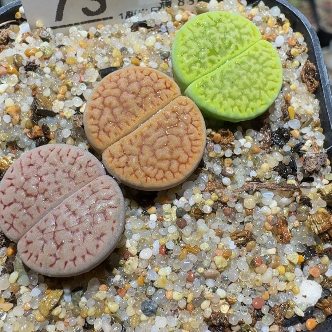 Ssss 绝美小可爱73