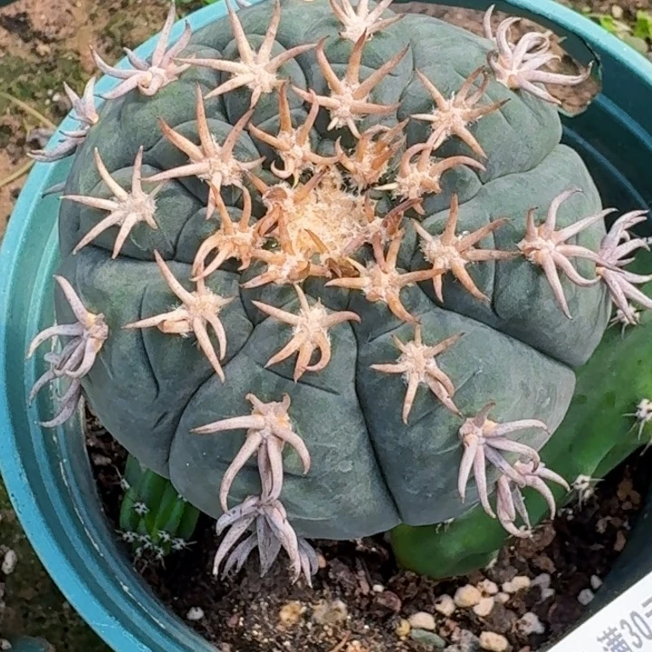 无花朵福利苗接猫爪251