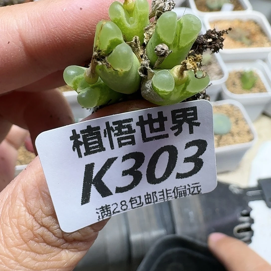 多肉植物的润泽gbj