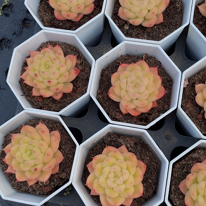 闪光9.9带盆土发