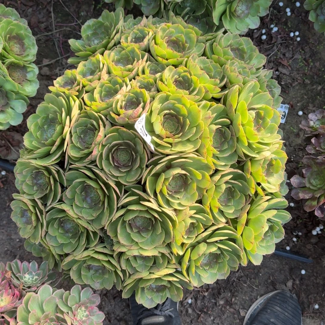 18-8法师万圣节2891