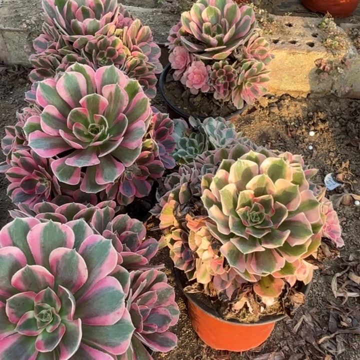 六颗不周正粉体女巫18