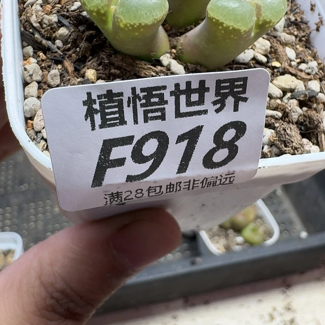 drzwdrs多肉植物的人