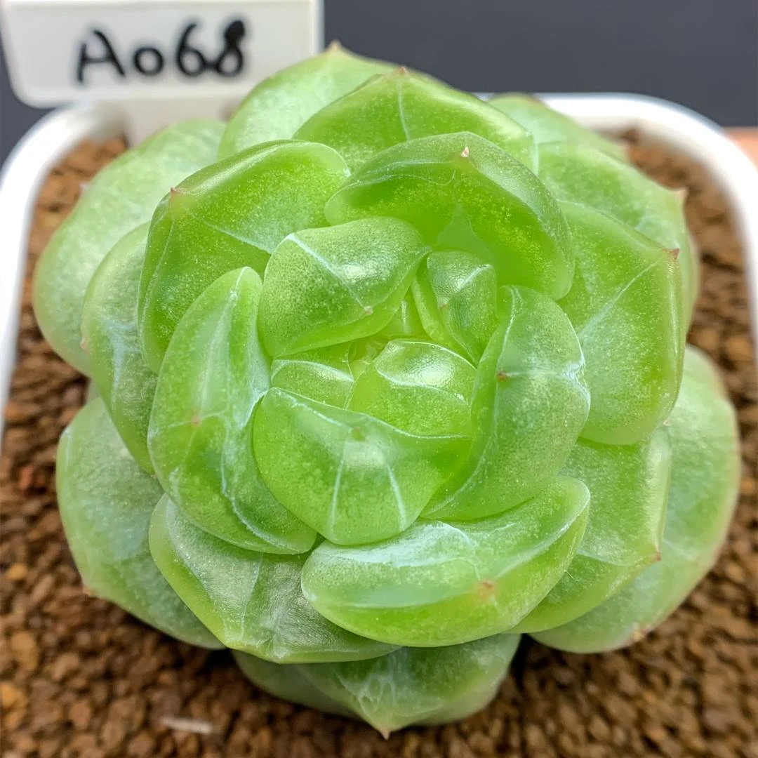 七号链接 x048-x056 框拍 7/26 周六 多肉植物 讲解点击封面图