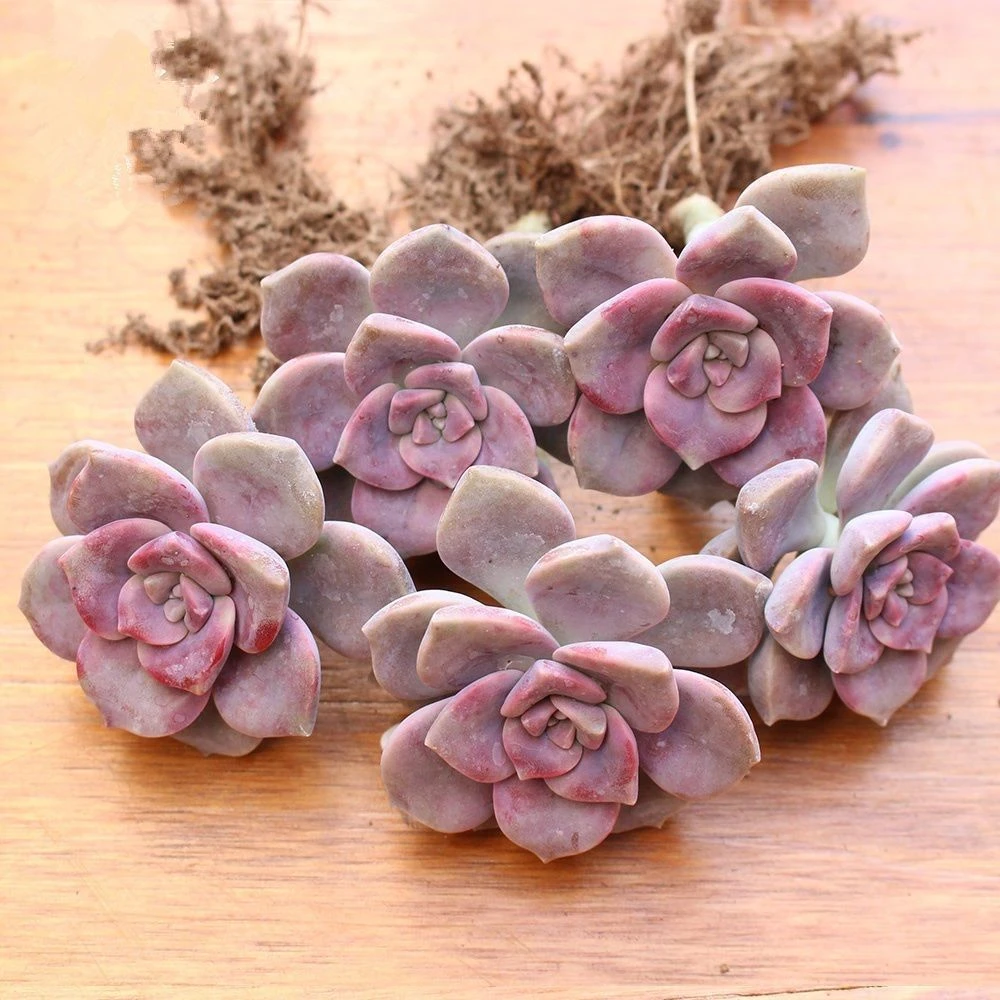 【满9.9包邮】紫乐孤品5-6cm多肉植物以直播间展示为主